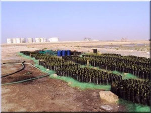 Des paletuviers a Nouakchott