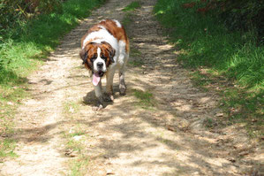 Leo auf dem Weg nach Hause