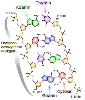 Abb.: Strukturformel eines DNA-Ausschnittes (Q: Wikipedia)