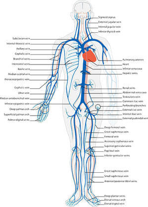 Terapia Biodinámica Craneosacral Craneo Sacral Barcelona Verónica Lassus