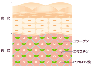 肌の構造