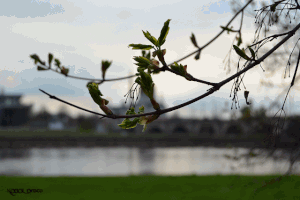 Frühling im Elbland * 2012