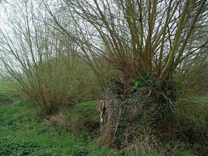 Coppiced and pollarded willows