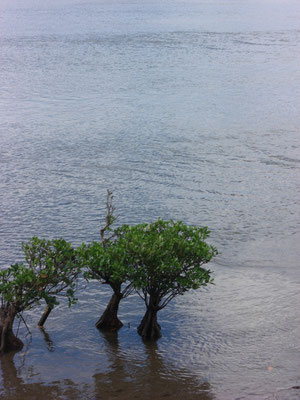 浦内川