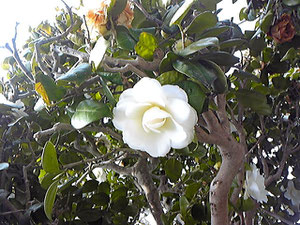 お庭のお花♬