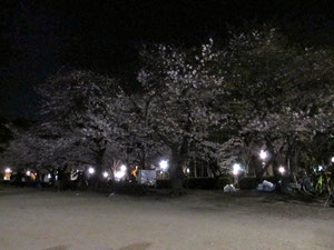 桜♬桜♬