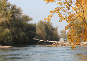 am rhein 2