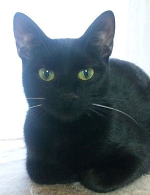 里親さま決定 スリムな黒猫の女の子クミちゃん 生後5ヶ月くらい むさしの地域猫の会 里親さま決定 スリムな黒猫の女の子クミちゃん 生後5ヶ月くらい むさしの地域猫の会