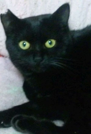 里親さま決定 わふわな黒猫の女の子 生後5ヶ月くらい むさしの地域猫の会 里親さま決定 わふわな黒猫の女の子 生後5ヶ月くらい むさしの地域猫の会