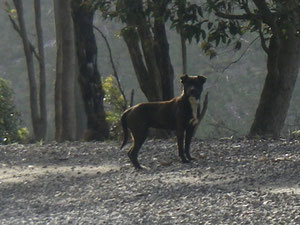 der schwarze Hund