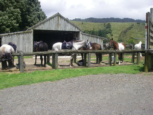 der Stall in Rotorua