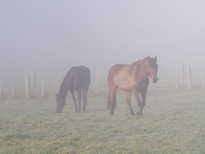 Pferde im Morgennebel