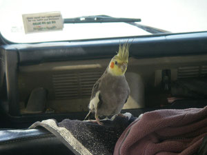 Willice im Landrover