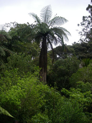 im Puketi Kauri Forest