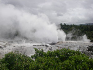Geysir in "Te Puia"