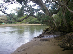 am Waitangi River, neben dem Track