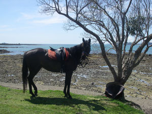 Sheekan in der Bay