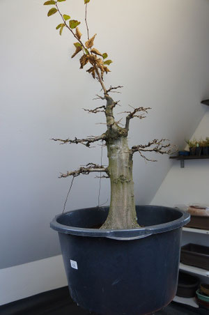 Bonsai Galerie Bonsai Arbeitskreis Steinfurt