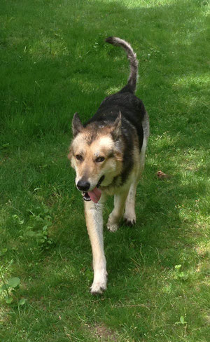 Boomer, my new best friend. Boomer is a 7 year old German Shepherd Dog who found me at the SPCA. He is taking over Noah's duties as night assistant and bear detector.