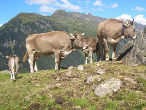 unsere Kühe auf der Alpe Käfera