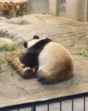 上野動物園