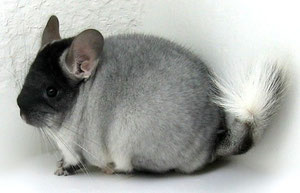 Fuente: Chinchillas.com