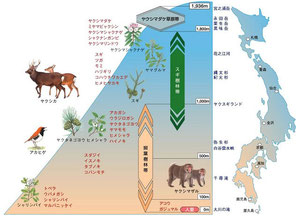 屋久島の植物の垂直分布 (出典：環境省ホームページ)