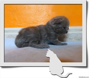 HEMBRA CHARTREUX (NACIDA: 25-09-12)