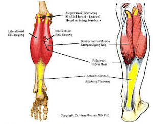 Picture by Dr. Harry Gouvas MD, PhD - The Acillies Tendon is the yellow part on the picture