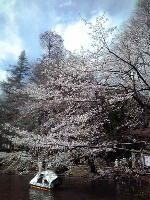 井の頭公園の桜