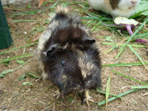 Ursel, urspr. "Quanna", geb. Februar 2012
