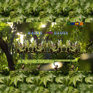 Criador de Camaleones Calyptratus