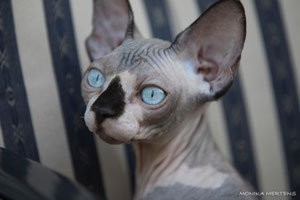 kanadischesphynxvomelbsamts Webseite!