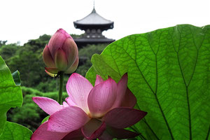 三溪園・蓮の花と三重塔 
