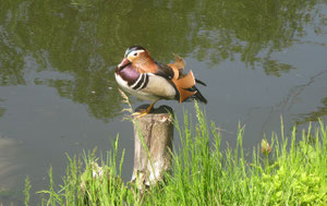 Ein Mandarin-Enterich besucht unsere Kanalwiese.