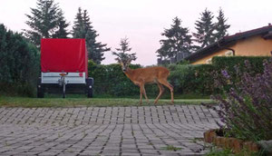 Ein Rehbock zu Gast auf unserer Hauswiese direkt vor den Gästezimmern.