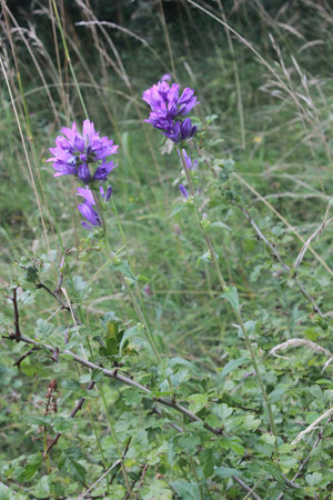 Büschel-Glockenblume - Campanula glomerata; bei Keltern (G. Franke, 20.07.2014)
