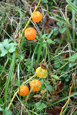 Gewöhnliche Blasenkirsche (Lampionblume) - Physalis alkekengi (Syn.: Alkekengi officinarum), zwischen Waldbronn-Etzenrot und W.-Reichenbach (G. Franke; 24.11.2024)