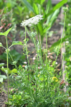 Gewöhnliche Möhre - Daucus carota; eine Nektarpflanze für viele Schmetterlinge und Raupenfutterpflanze für 9 Schmetterlingsaerten, darunter auch den Schwalbenschwanz (G. Franke, 23.06.2025)