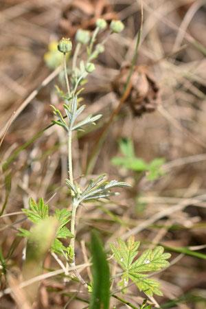 Artengruppe Silber-Fingerkraut - Potentilla argentea agg.; gut zu sehen ist die weißfilzige Blattunterseite; Straßenrand bei Karlsbad-Ittersbach (G. Franke, 10.07.2025)