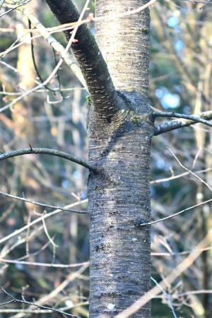 Vogelkirsche - Prunus avium; Waldwegrand bei Straubenhardt-Langenalb (G. Franke, 28.11.2024)