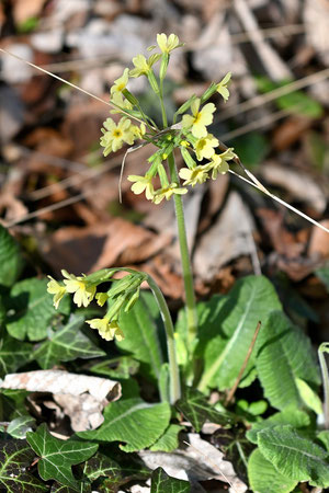 Hohe Schlüsselblume - Primula elatior (G. Franke)