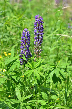 Vielblättrige Lupine - Lupinus polyphyllus; Bahnböschung in Nähe Gewerbegebiet "Stockmädle" bei Ittersbach (G. Franke, 09.06.2025)