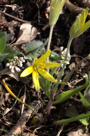 Acker-Goldstern - Gagea villosa; bei Keltern (G. Franke, 30.03.2018)