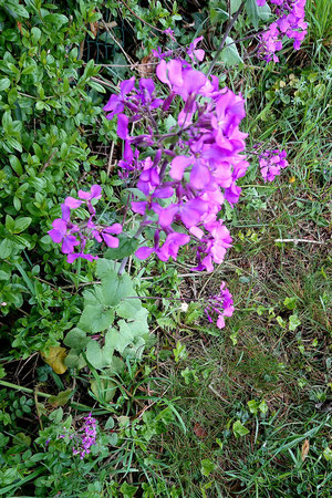 Einjähriges Silberblatt - Lunaria annua; Wegrand bei Karlsbad-Spielberg (G. Franke, 18.04.2025)
