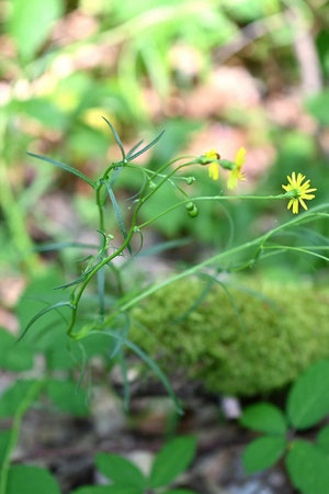 Senecio inaequidens; Waldwegrand zwischen Spielberg und Ittersbach (G. Franke, 15.08.2024)