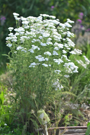 Gewöhnliche Schafgarbe - Achillea millefolium - Nektarpflanze für viele Wildbienen, Käfer und Schmetterlinge sowie Raupenfutterpflanze für einige Spannerarten und den Englischen Bär (G. Franke, 23.06.2023)