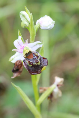 Hummel-Ragwurz - Ophrys holoserica; bei Wilferdingen (G. Franke 05.05.2011)
