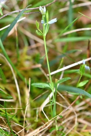 Quendelblättriges Kreuzblümchen - Polygala serpyllifolia; Wiesenrand bei Waldbronn-Etzenrot (G. Franke, 25.04.2024)