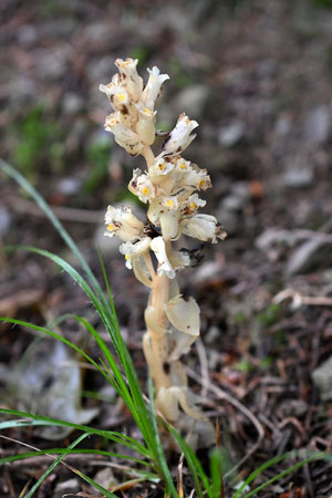 Echter Fichtenspargel - Hypopitys monotropa (Syn. Monotropa hypopitys ssp. hypopitys); Mischwald bei Karlsbad-Ittersbach (G. Franke, 23.06.2024)